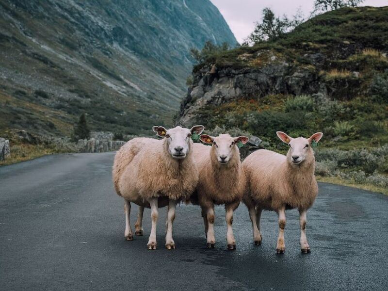 Norveç Fiyortları Turu Rotası Tüm Geziler Dahil