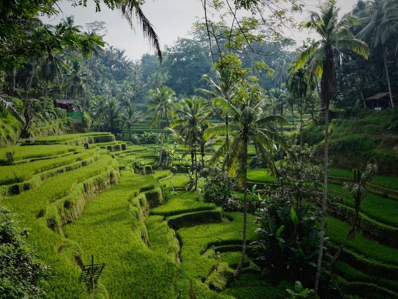 Singapur HY ile Ubud & Bali Turu Sömestir Dönemi 22 Ocak Hareket