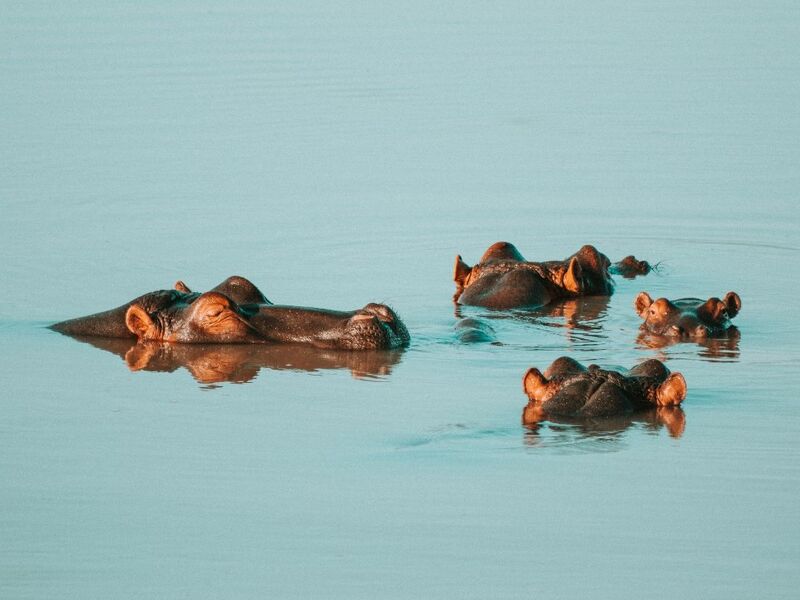 Büyük Afrika Turu THY İle 10 Gece 12 Gün