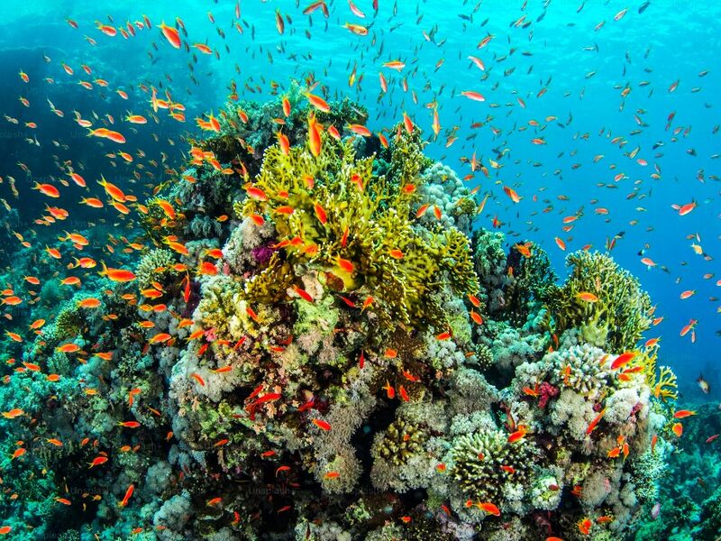 Sharm El Sheikh Turu Türk Havayolları ile 4 Gece Her Şey Dahil Oteller