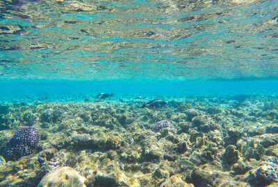 Sharm El Sheikh Turu Türk Havayolları ile 4 Gece Her Şey Dahil Oteller