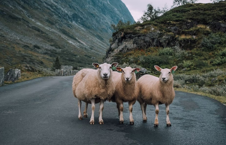 Norveç Fiyortları Turu Rotası Tüm Geziler Dahil