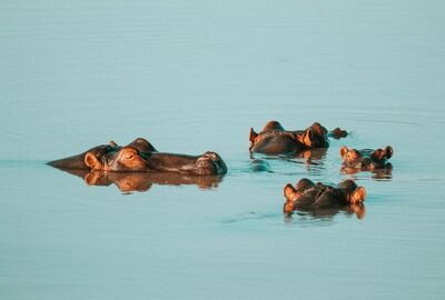 Büyük Afrika Turu THY İle 10 Gece 12 Gün