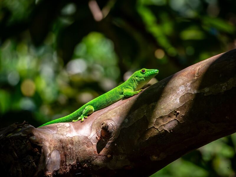 Madagaskar Mauritius Turu THY İle 11 Gün