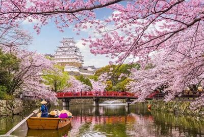 Dolu Dolu Sakura Dönemi Japonya Turu